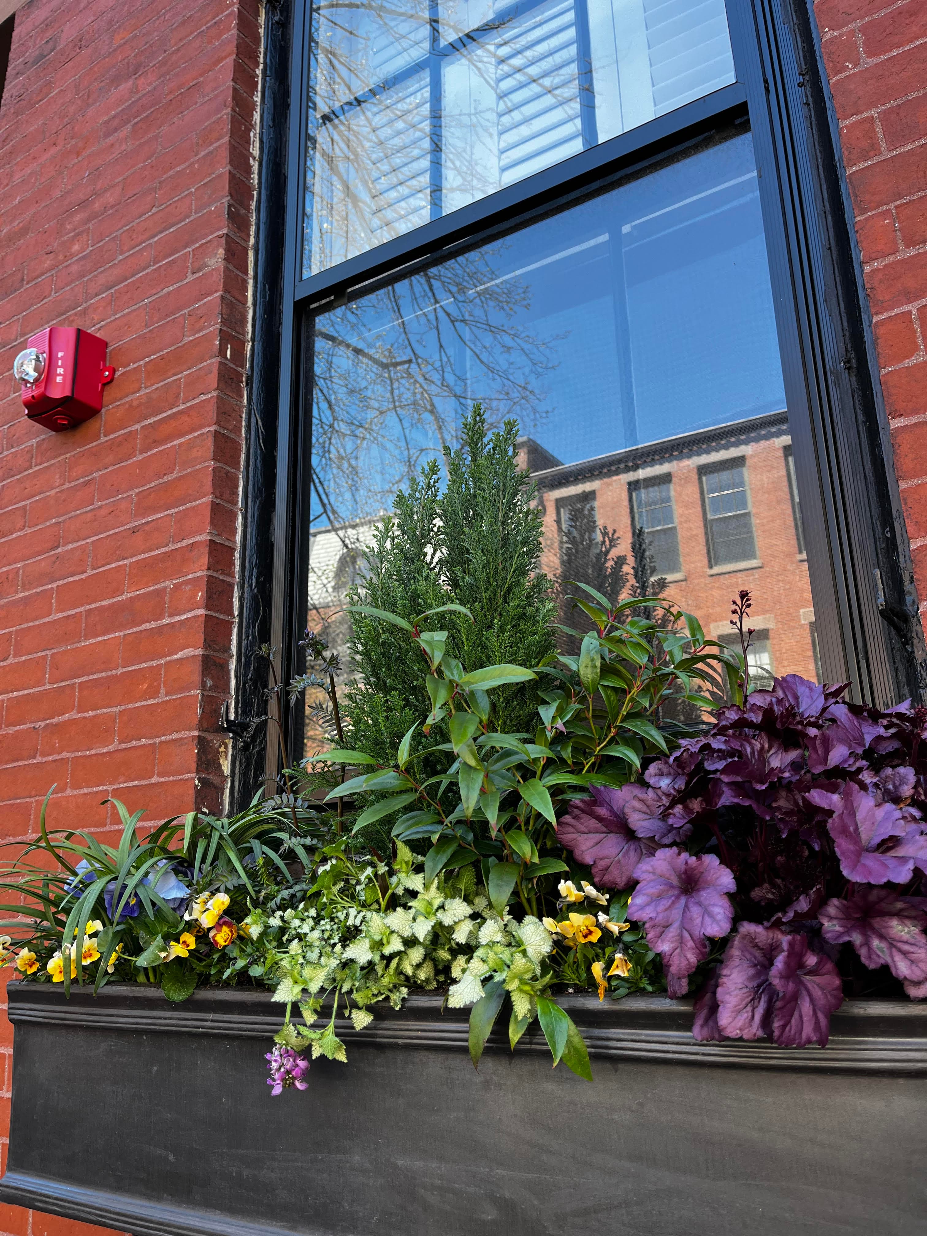 Window Boxes